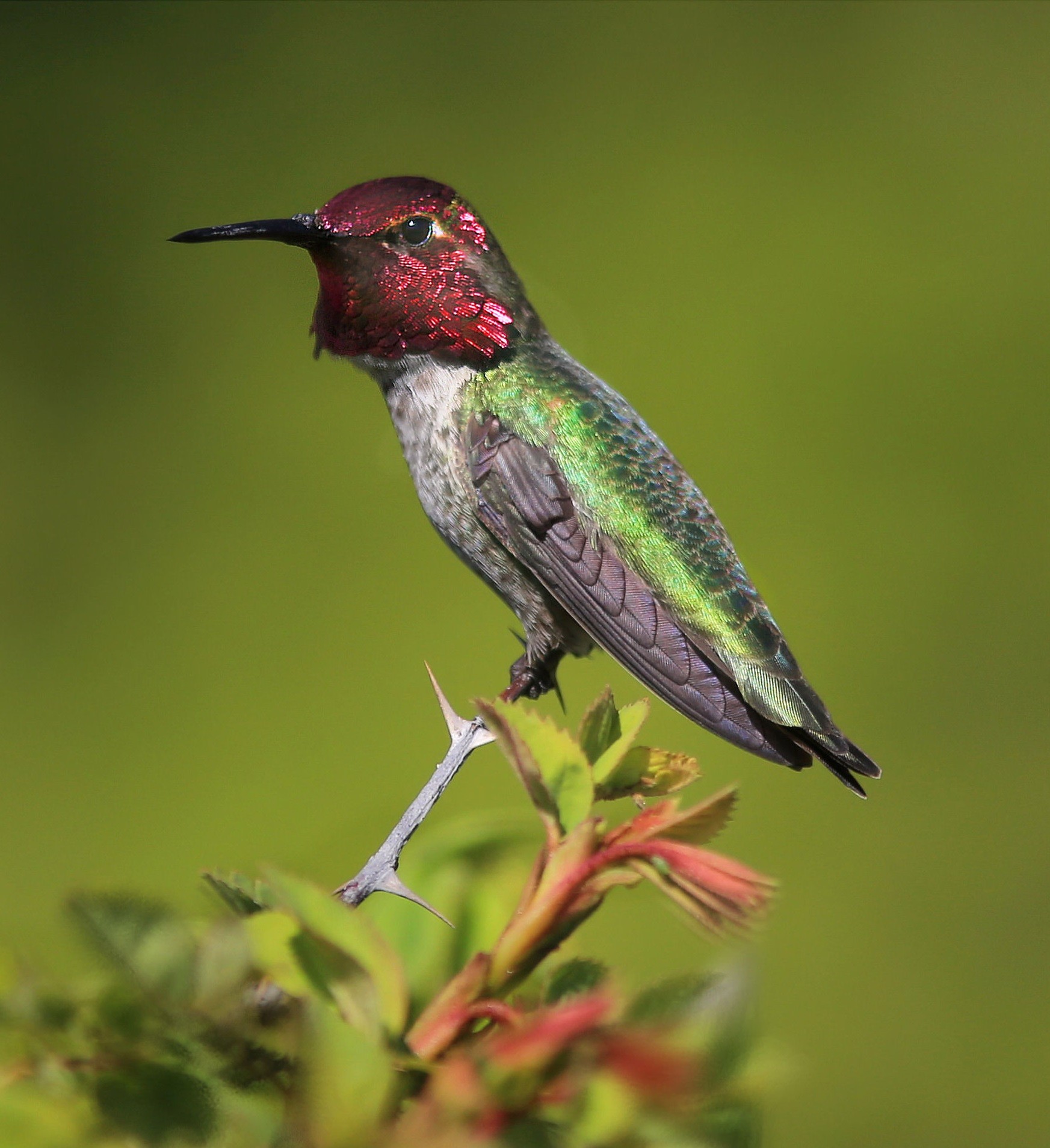 Anna's hummingbird, Calypte anna