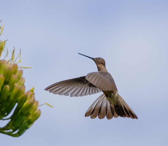Giant hummingbird, Patagona gigas, in flight